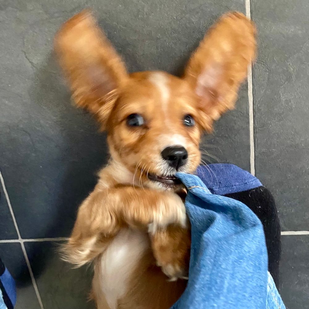 Whisky the dog